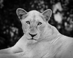 The Lioness, Saba's symbol of strength and courage