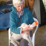 Bottlefeeding A Twin Lamb after Failed Attachment to the Mother