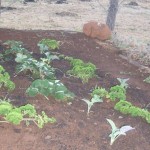 Parsley and Strawberries