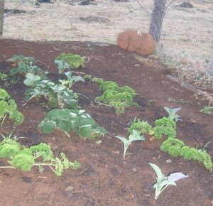 Parsley and Strawberries