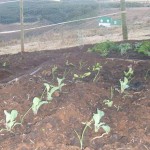 Organic cauliflower and onion seedlings