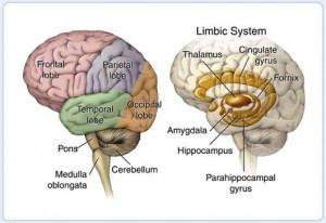 Anatomy of the Brain and Limbic System