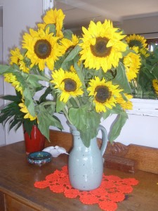 Sunflowers to celebrate Clara's birth