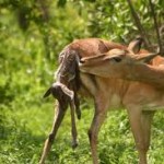 Deer giving birth to her young