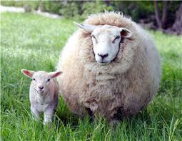 Ewe and lamb bonded together