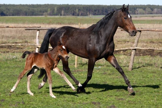 Beautiful Mare and Foal