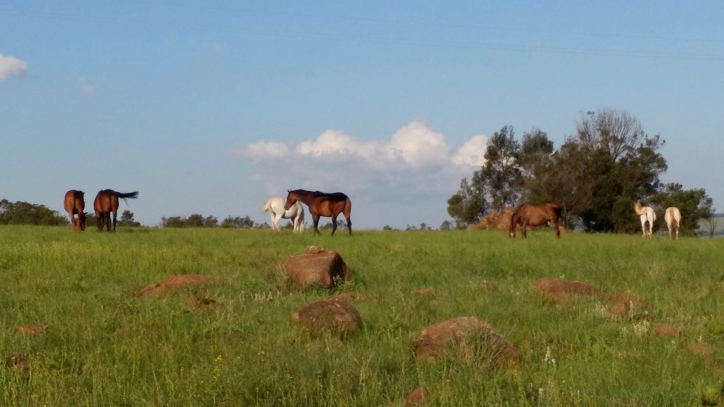 Horses Grazing on Horselovers Farm
